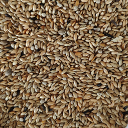 CANÁRIOS PENA BRANCA  20KG