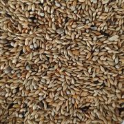 Canários PREMIUM Pena Branca 20KG