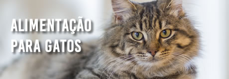 Gato