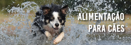 Cão